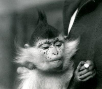 En keeper holder fregner, en Black Crested eller Congo Mangabey, London Zoo, 1924 av Frederick William Bond