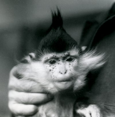 En keeper holder fregner, en Black Crested eller Congo Mangabey, London Zoo, 1924 av Frederick William Bond