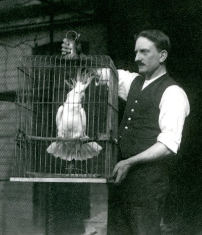 En keeper holder en Sulphur Crested Cockatoo, Jade, i buret sitt i London Zoo i oktober 1924 av Frederick William Bond