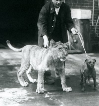 En vokter som tar en hund og en ung løve på tur, London Zoo, august 1925 (s/hvitt-bilde) av Frederick William Bond