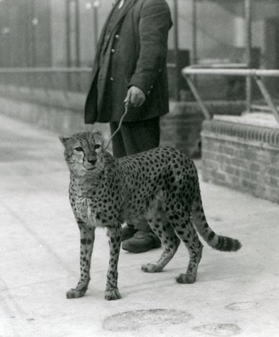 En keeper med en gepard i ledningen, London Zoo av Frederick William Bond