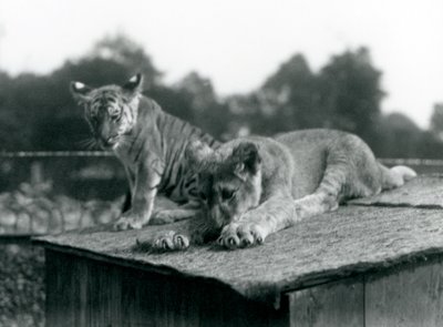 En løve og tigerunge sitter sammen på taket av hiet deres, London Zoo, september 1925 (s/hvitt-bilde) av Frederick William Bond