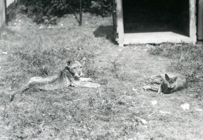 En løveunge liggende på en plen, nær en åpen trekasse, med en huskatt, London Zoo, juli 1925 av Frederick William Bond