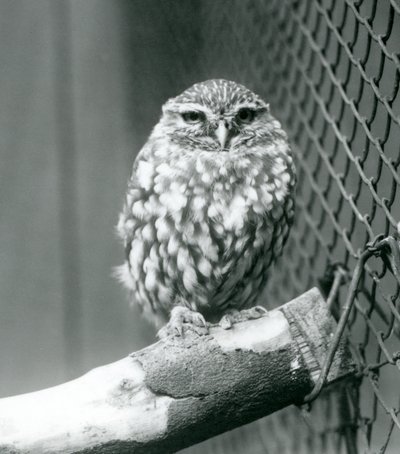 En liten ugle som sitter på en gren ved siden av trådnettet til innhegningen, London Zoo, november 1925 av Frederick William Bond