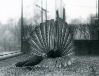 En mannlig Argus PheasantGreat Argus frieriutstilling, med en kvinne stående ved siden av ham, London Zoo, januar 1926 av Frederick William Bond