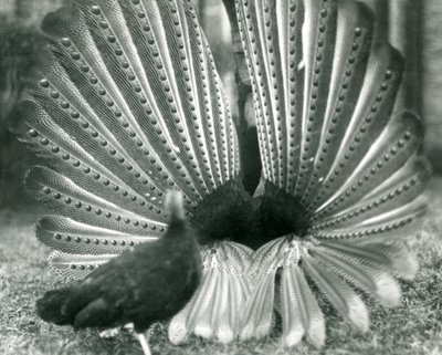En mannlig Argus PheasantGreat Argus frieriutstilling, med en kvinne stående ved siden av ham, London Zoo, januar 1926 av Frederick William Bond