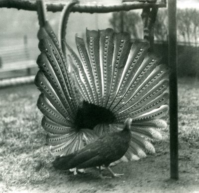 En mannlig Argus PheasantGreat Argus frieriutstilling, med en kvinne stående ved siden av ham, London Zoo, januar 1926 av Frederick William Bond