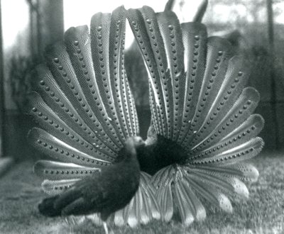 En mannlig Argus PheasantGreat Argus frieriutstilling, med en kvinne stående ved siden av ham, London Zoo, januar 1926 av Frederick William Bond