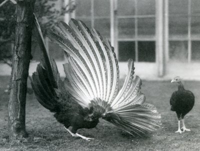 En hann Argus Fasan, eller Great Argus, viser vinge- og halefjærene, mens en hunn står foran ham, London Zoo, januar 1926 av Frederick William Bond