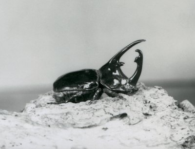 En mannlig Atlas Beetle hviler på bark i London Zoo av Frederick William Bond