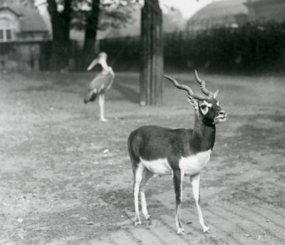 En mannlig svartbukk eller indisk antilope som står i en paddock i London Zoo, oktober 1926 (s/hv-bilde) av Frederick William Bond