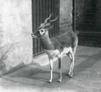 En hann Blackbuck som står i innhegningen i London Zoo i juni 1925 av Frederick William Bond