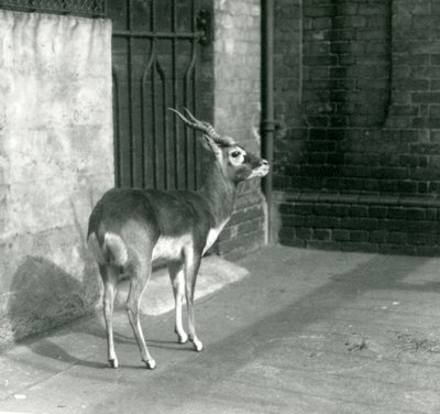En hann Blackbuck som står i innhegningen i London Zoo i juni 1925 av Frederick William Bond
