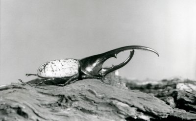 En mannlig Hercules Beetle hviler på bark i London Zoo av Frederick William Bond