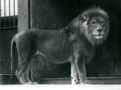 En mannlig løve i London Zoo, juni 1924 av Frederick William Bond