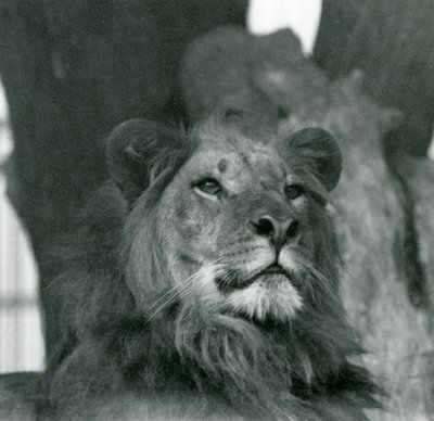 En mannlig løve i London Zoo i 1929 (s/hvitt-bilde) av Frederick William Bond