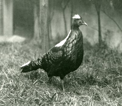 En mannlig Swinhoes-fasan i London Zoo, september 1923 av Frederick William Bond
