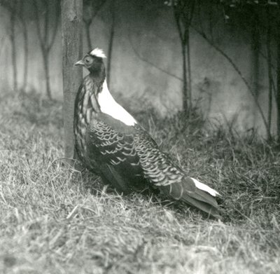 En mannlig Swinhoes-fasan i London Zoo, september 1923 av Frederick William Bond