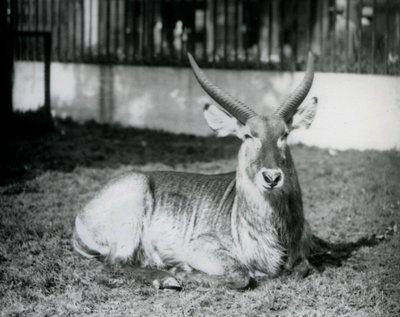 En mannlig vannbukk liggende på gresset i paddocken hans i London Zoo i 1928 (s/hv-bilde) av Frederick William Bond
