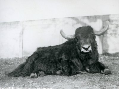En mannlig Yak liggende i innhegningen i London Zoo i 1928 (s/hvitt-bilde) av Frederick William Bond