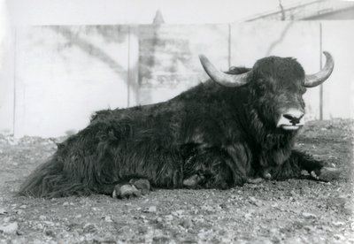 En mannlig Yak liggende i innhegningen sin i London Zoo i august 1928 (s/hv-bilde) av Frederick William Bond