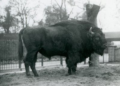 En mannlig europeisk bison som står på gresset i paddocken hans. London Zoo, oktober 1927. Den sårbare europeiske bisonen er også kjent som Wisent, eller European Wood Bison. av Frederick William Bond