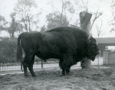 En mannlig europeisk bison som står på gresset i paddocken hans. London Zoo, oktober 1927. Den sårbare europeiske bisonen er også kjent som Wisent, eller European Wood Bison. av Frederick William Bond