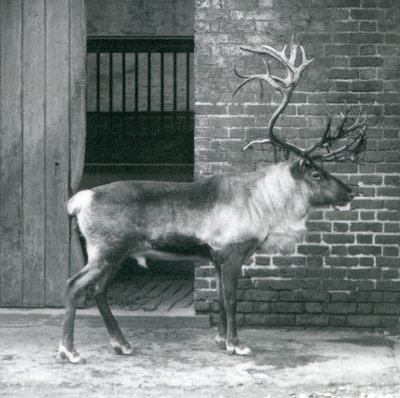 En moden reinsdyrhjort som står i paddocken hans i London Zoo i 1925 av Frederick William Bond