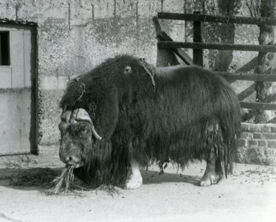 En moden okse Muskox, også stavet moskusokse og moskusokse stående, spiste i paddocken hans i London Zoo i 1931 (s/hv-bilde) av Frederick William Bond
