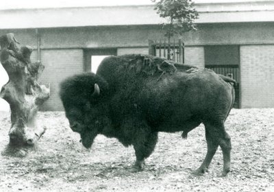 En nesten truet amerikansk Bison Buffalo-okse som står i paddocken hans, London Zoo, 1927 av Frederick William Bond