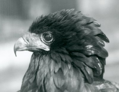 En nesten truet Bateleur Eagle ved London Zoo i 1927 av Frederick William Bond