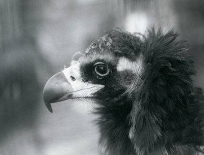 En nesten truet eurasisk svart gribb i London Zoo, 1927 av Frederick William Bond