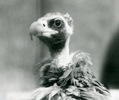 En nesten truet eurasisk svart gribb i London Zoo, juli 1926 av Frederick William Bond