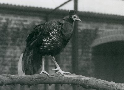 En nær truet Viellots-ildback, eller Crested-ildback, stående på en gren, London Zoo, 1927 av Frederick William Bond