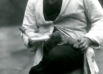 En nyfødt løveunge som blir matet på flaske av sin keeper, London Zoo, 1923 av Frederick William Bond