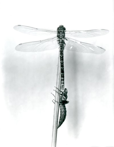 En nylig oppstått gyllenringet øyenstikker tørker vingene mens den hviler på et siv over det tomme larveskallet, eller exuvia, London Zoo, 1925 av Frederick William Bond