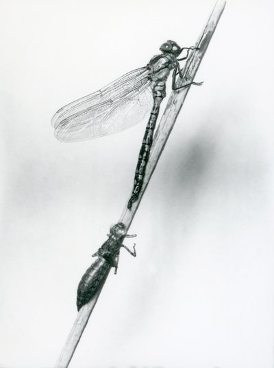 En nylig oppstått gyllenringet øyenstikker hviler på et siv over sitt tomme larveskall, eller exuvia, London Zoo, 1925 av Frederick William Bond