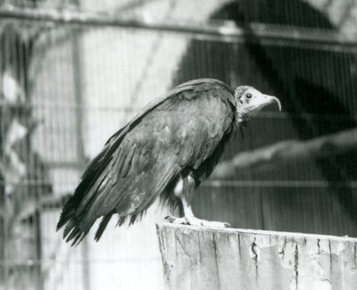 En nå kritisk truet hettegribb som står på en tømmerstokk, London Zoo, september 1925 av Frederick William Bond