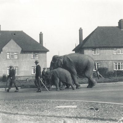 Et par indiske elefanter går fra Tilbury til ZSL Whipsnade av Frederick William Bond