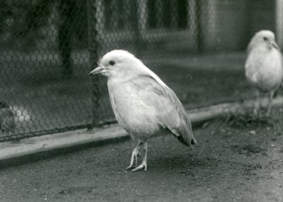 Et par Kagus, eller Cagous, stående på gulvet i innhegningen deres i London Zoo, 1927 av Frederick William Bond