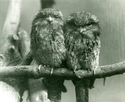 Et par Tawny Frogmouths sitter på en gren i London Zoo i 1924 av Frederick William Bond