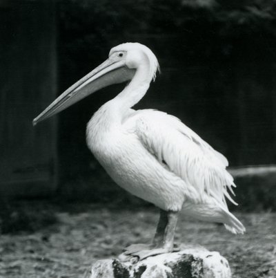 En pelikan som står på en trestubbe i London Zoo i september 1925 av Frederick William Bond