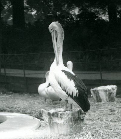 En pelikan, stående på en trestubbe, klipper nakken i London Zoo i september 1925 av Frederick William Bond