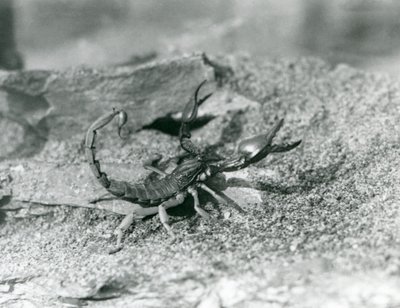 En skorpion i London Zoo i 1929 (s/hvitt-bilde) av Frederick William Bond