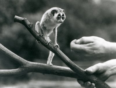 En slank loris som står på en gren holdt av en keeper, London Zoo, august 1926 av Frederick William Bond