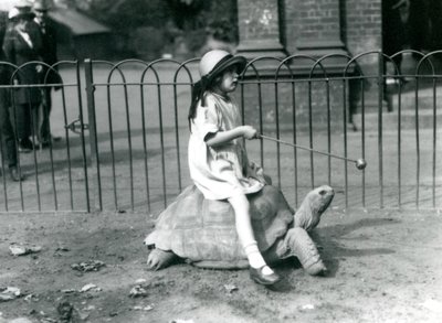 En liten jente, Betty, holder frem en pinne med et eple på enden for å lede kjempeskilpadden hun rir på, London Zoo, 1924 av Frederick William Bond