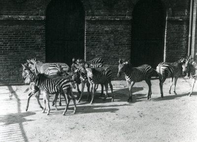 En liten flokk med Chapmans Zebra i London Zoo i 1924 av Frederick William Bond