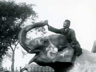 En trener som sitter over halsen til en dekorert indisk elefant mens han strekker seg fremover for å holde enden av den oppovervendte snabelen, London Zoo, 1927 av Frederick William Bond