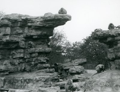 En tropp av hellige bavianer blant steinene på 'Monkey Hill', London Zoo av Frederick William Bond