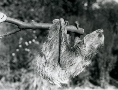 Et to-tået dovendyr som henger fra en kuttet gren, som holdes av en keeper, London Zoo, september 1925 av Frederick William Bond